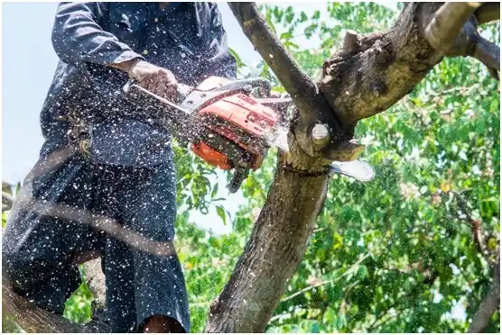 tree services Prices Fork